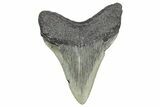 Serrated, Fossil Megalodon Tooth - South Carolina #359018-1
